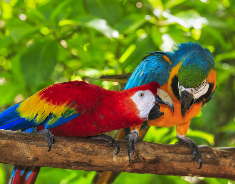 Pair of macaws perching on a branch